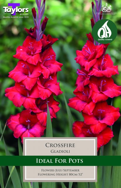 Taylors Bulbs Gladioli Crossfire