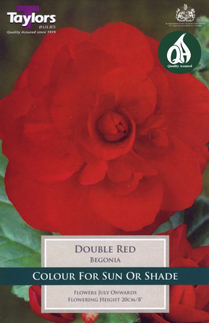 Taylors Bulbs Begonia Double Red