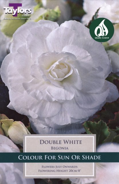 Taylors Bulbs Begonia Double White - 3pk