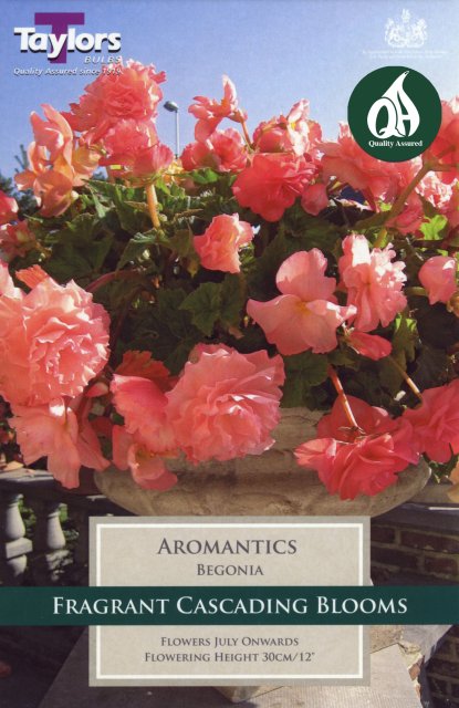 Taylors Bulbs Begonia Aromantics Exotic