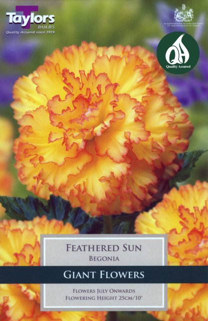 Taylors Bulbs Begonia Feathered Sun