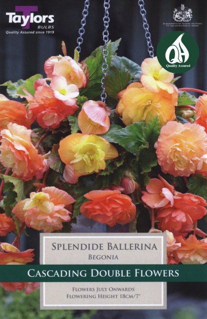 Taylors Bulbs Begonia Splendide Ballerina