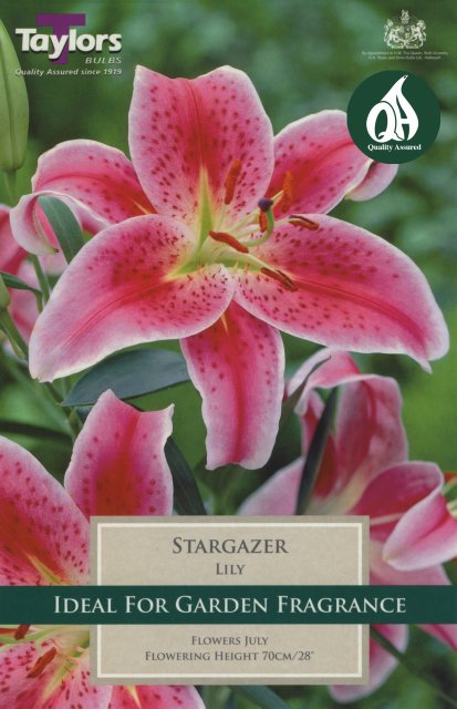 Taylors Bulbs Lily Stargazer