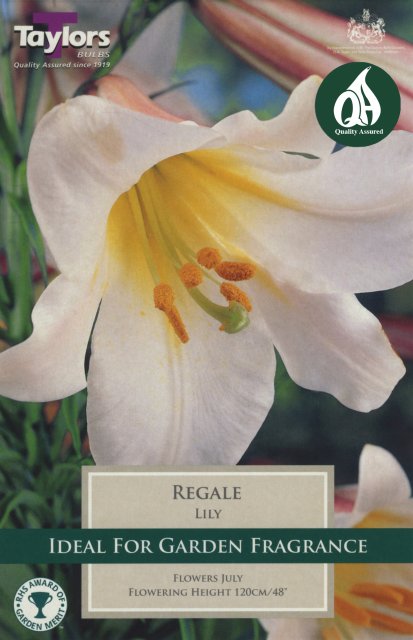 Taylors Bulbs Lily Regale