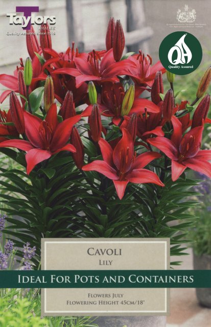 Taylors Bulbs Lily Cavoli