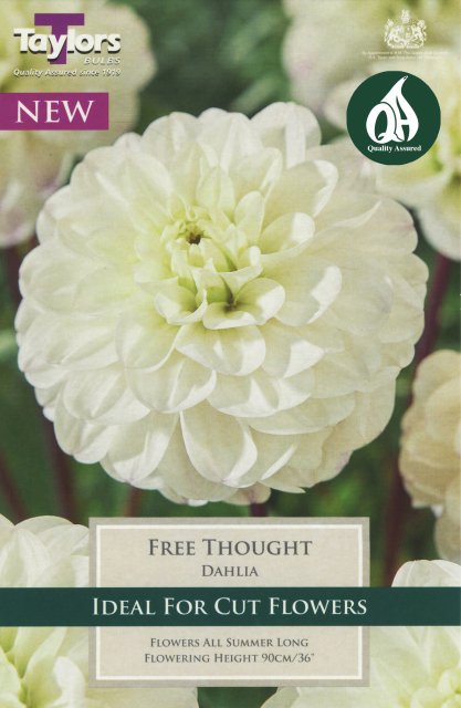 Taylors Bulbs Dahlia Free Thought