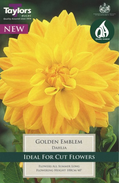 Taylors Bulbs Dahlia Golden Emblem