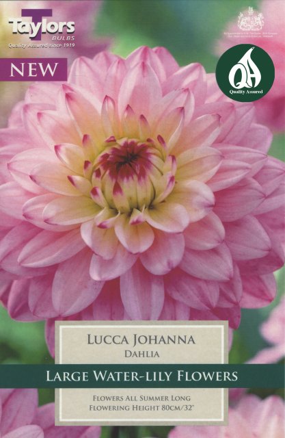 Taylors Bulbs Dahlia Lucca Johanna