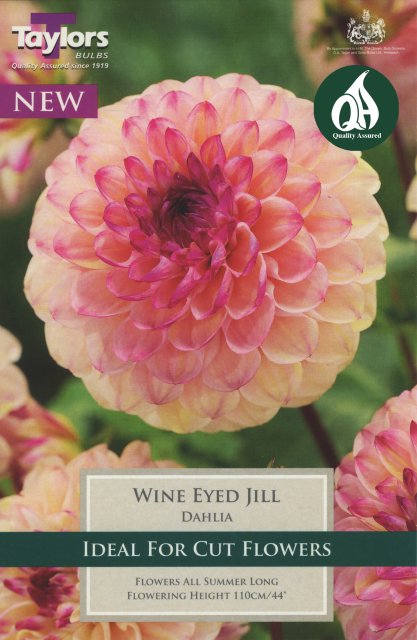 Taylors Bulbs Dahlia Wine Eyed Jill