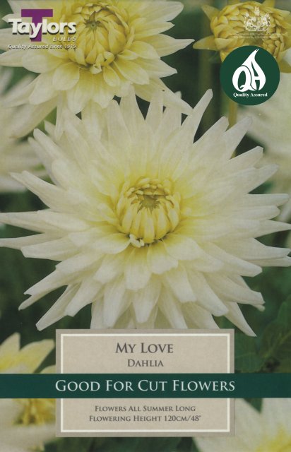 Taylors Bulbs Dahlia My Love