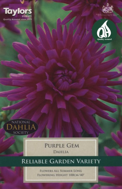 Taylors Bulbs Dahlia Purple Gem