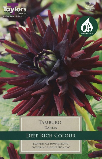 Taylors Bulbs Dahlia Tamburo