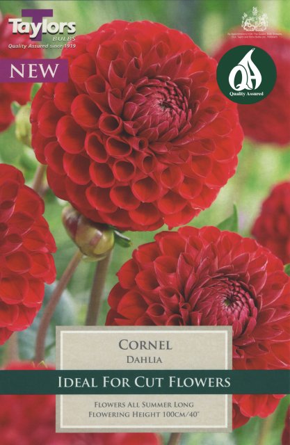 Taylors Bulbs Dahlia Cornel