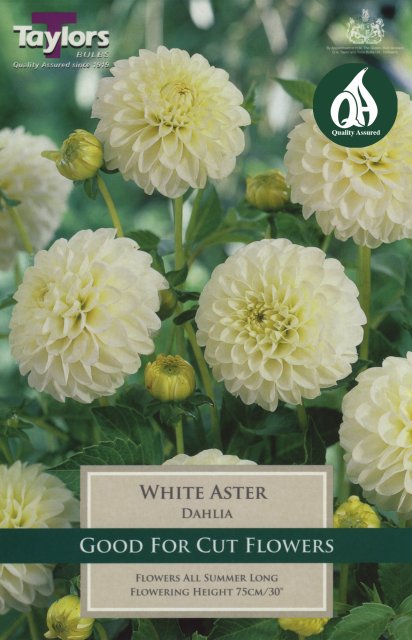 Taylors Bulbs Dahlia White Aster