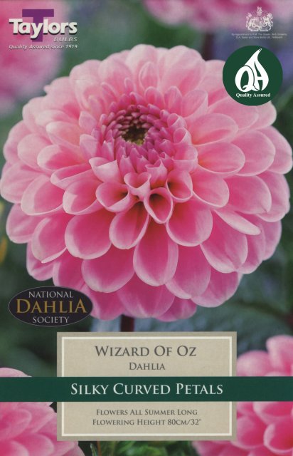 Taylors Bulbs Dahlia Wizard Of Oz