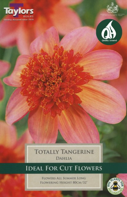 Taylors Bulbs Dahlia Totally Tangerine