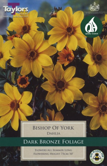 Taylors Bulbs Dahlia Bishop Of York