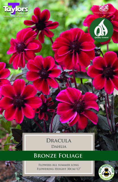 Taylors Bulbs Dahlia Dracula