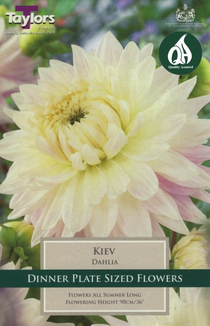 Taylors Bulbs Dahlia Kiev