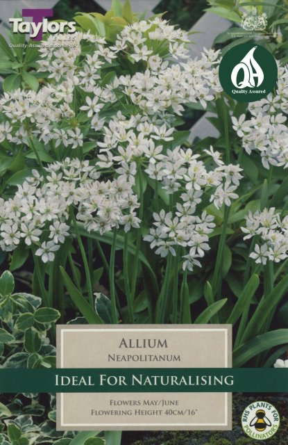 Taylors Bulbs Allium Neapolitanum