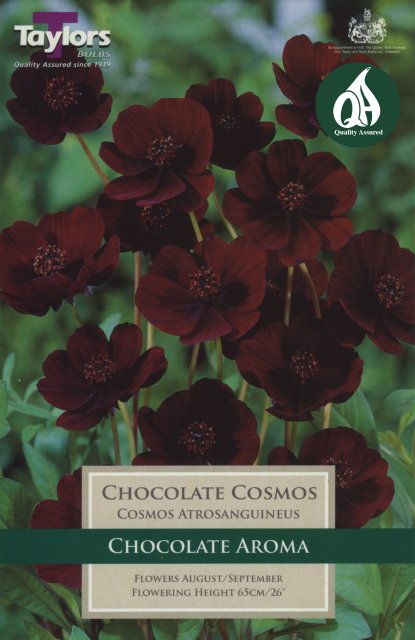 Taylors Bulbs Cosmos Atrosanguineus - Chocolate Plant