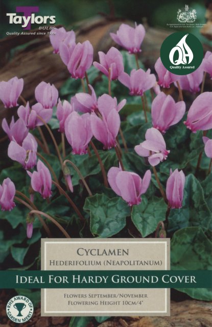 Taylors Bulbs Cyclamen Hederifolium