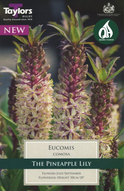 Taylors Bulbs Eucomis