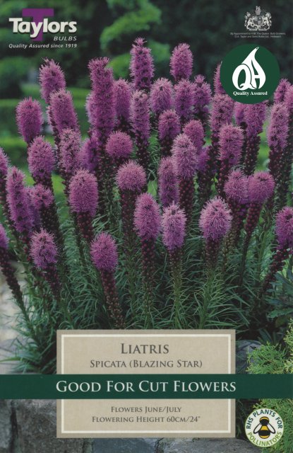 Taylors Bulbs Liatris Spicata