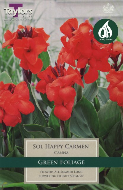 Taylors Bulbs Canna Sol Happy Carmen