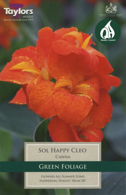 Taylors Bulbs Canna Sol Happy Cleo