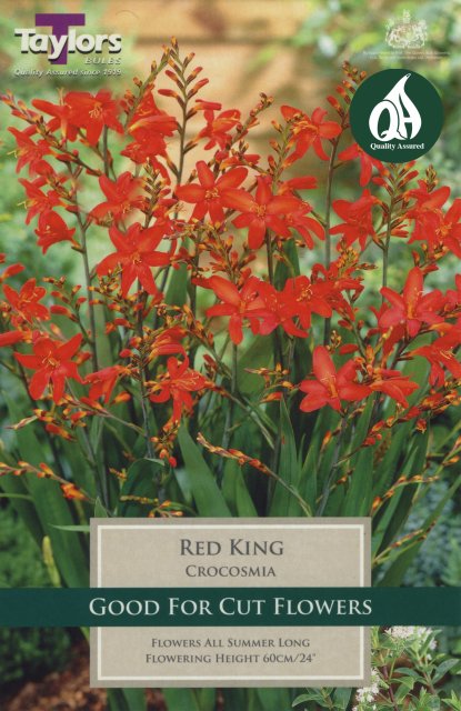 Taylors Bulbs Crocosmia Red King