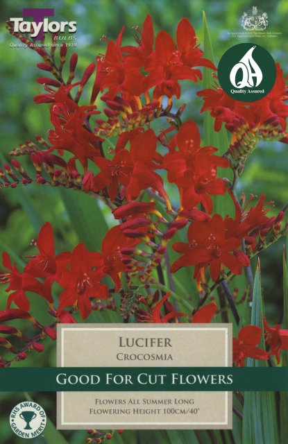 Taylors Bulbs Crocosmia Lucifer