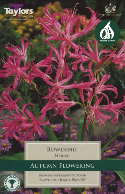 Taylors Bulbs Nerine Bowdenii