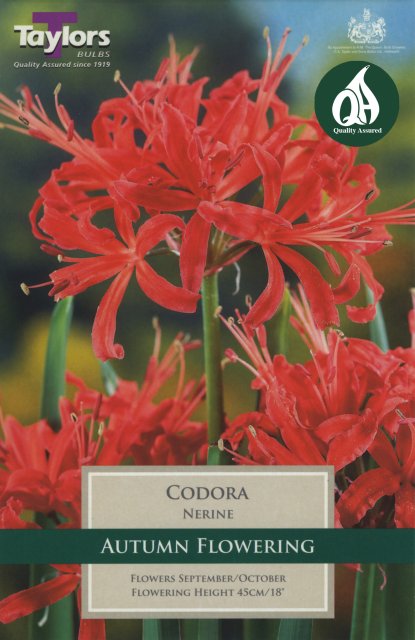 Taylors Bulbs Nerine Codora