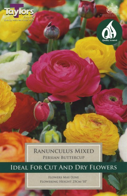 Taylors Bulbs Ranunculus Mixed