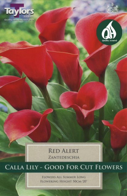 Taylors Bulbs Zantedeschia Red Alert