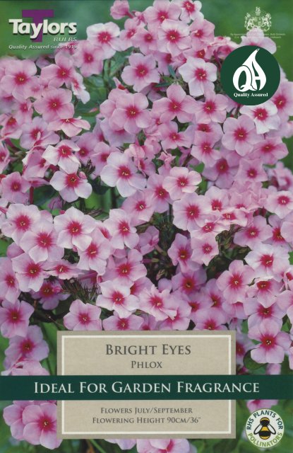 Taylors Bulbs Phlox Bright Eyes