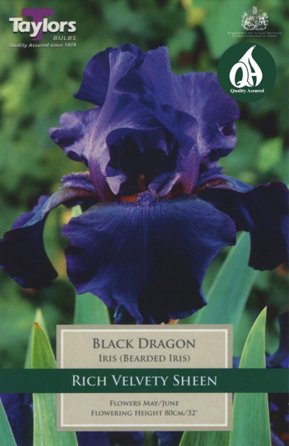 Taylors Bulbs Iris Black Dragon