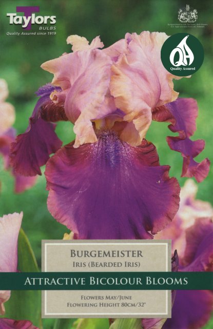 Taylors Bulbs Iris Burggemeister