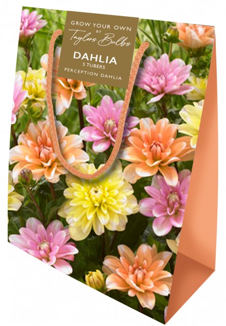 Taylors Bulbs Dahlia Gift Bag