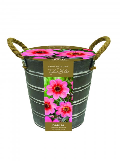 Taylors Bulbs Metal Flower Bucket