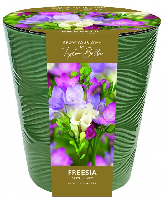 Taylors Bulbs Indoor Freesia Pots