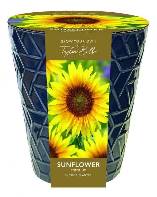 Taylors Bulbs Indoor Sunflower Pot