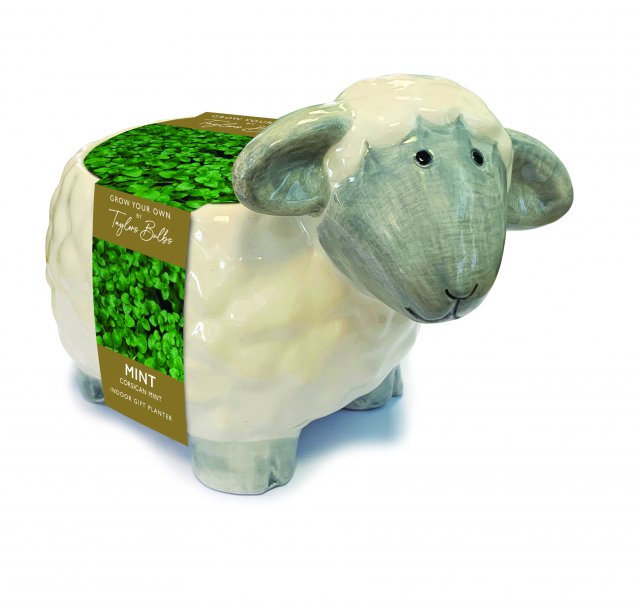 Taylors Bulbs Novelty Sheep Planter