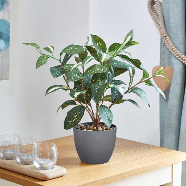 Smart Garden Products SG Japanese Laurel