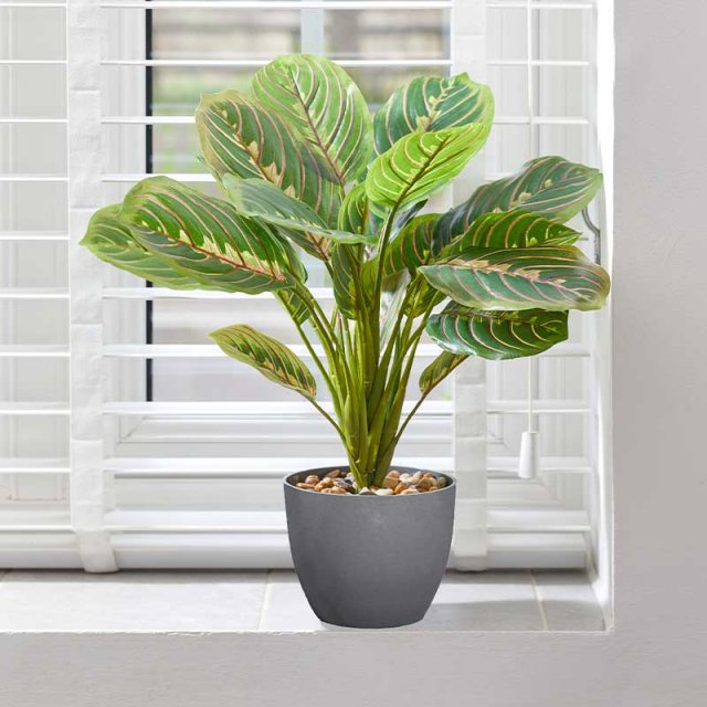 Smart Garden Products SG Prayer Plant