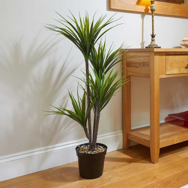 Smart Garden Products SG Dragon Tree