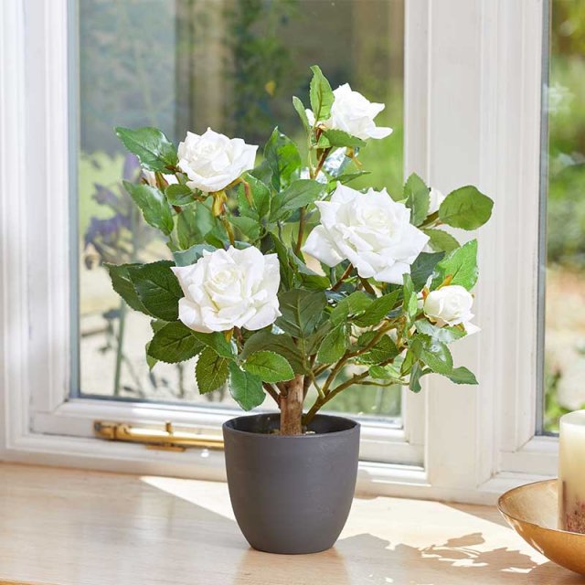 Smart Garden Products SG Regent's Rose - 40cm