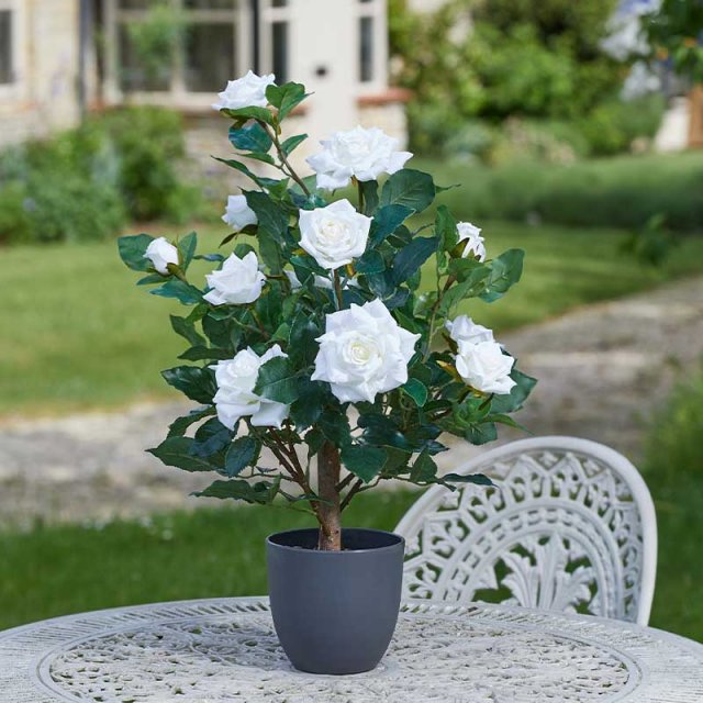 Smart Garden Products SG Regent's Rose - 60cm