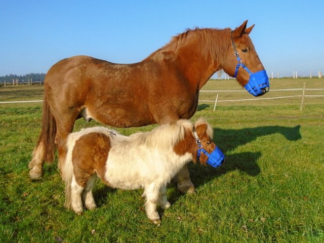 The Ultimate Grazing Muzzle Ultimate Horse And Pony Muzzle